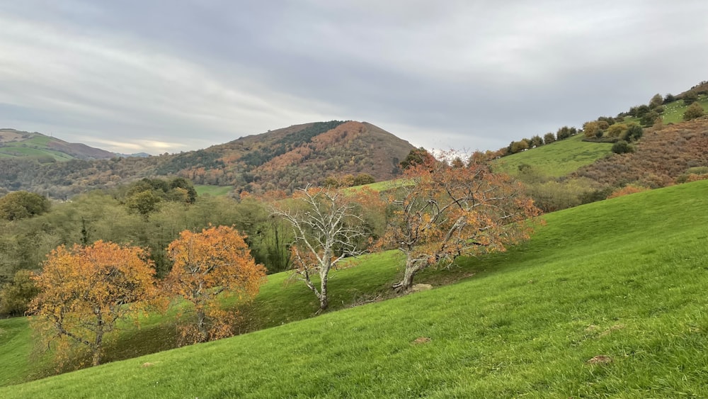 una exuberante ladera verde cubierta de muchos árboles