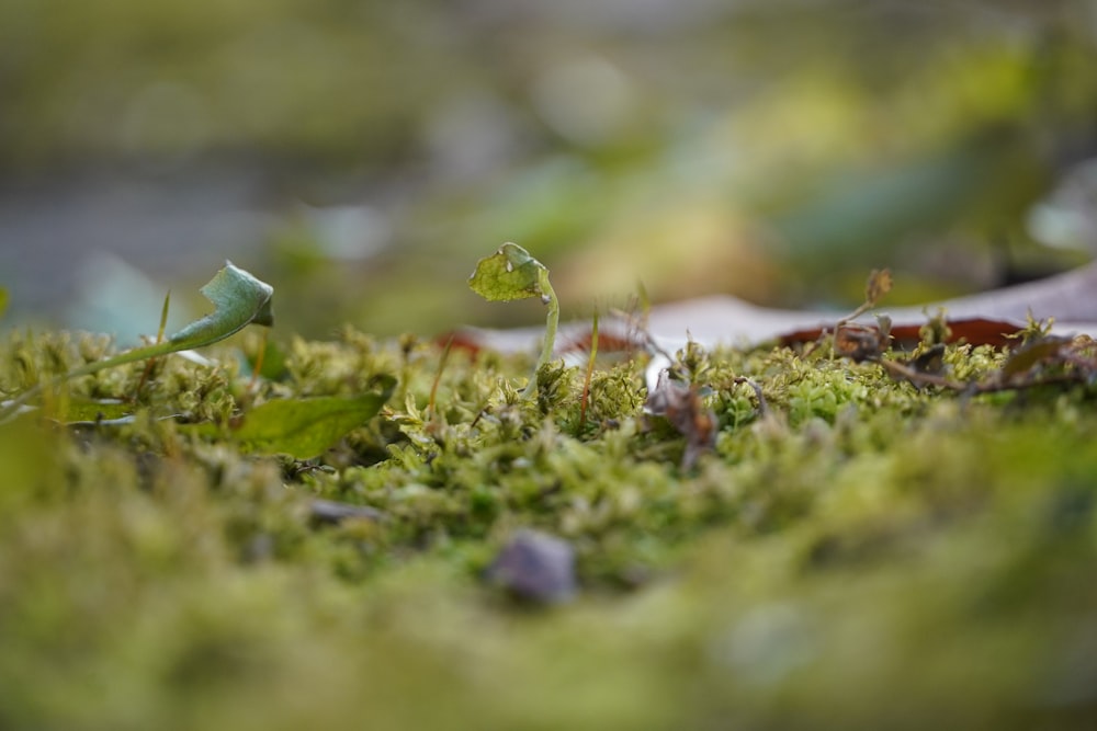 a small plant sprouts out of the moss