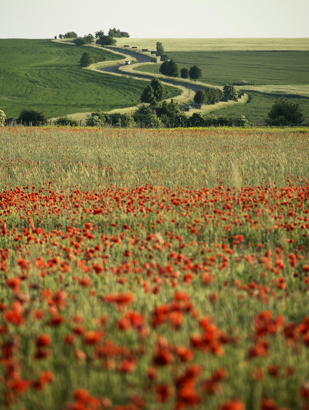 a field full of red flowers with a winding road in the background