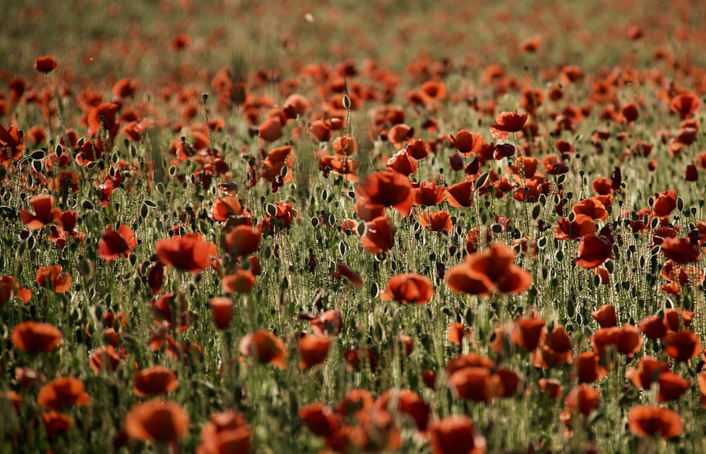 a field full of red flowers on a sunny day