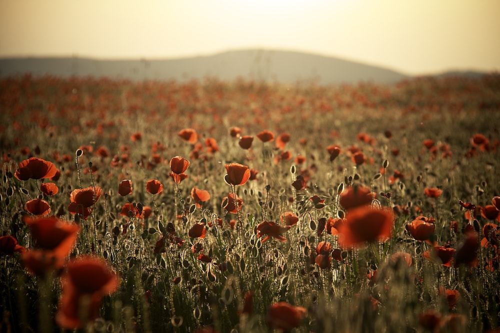 a field full of red flowers on a sunny day