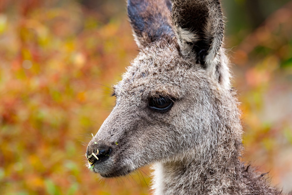 a close up of a kangaroo with a bush in the background