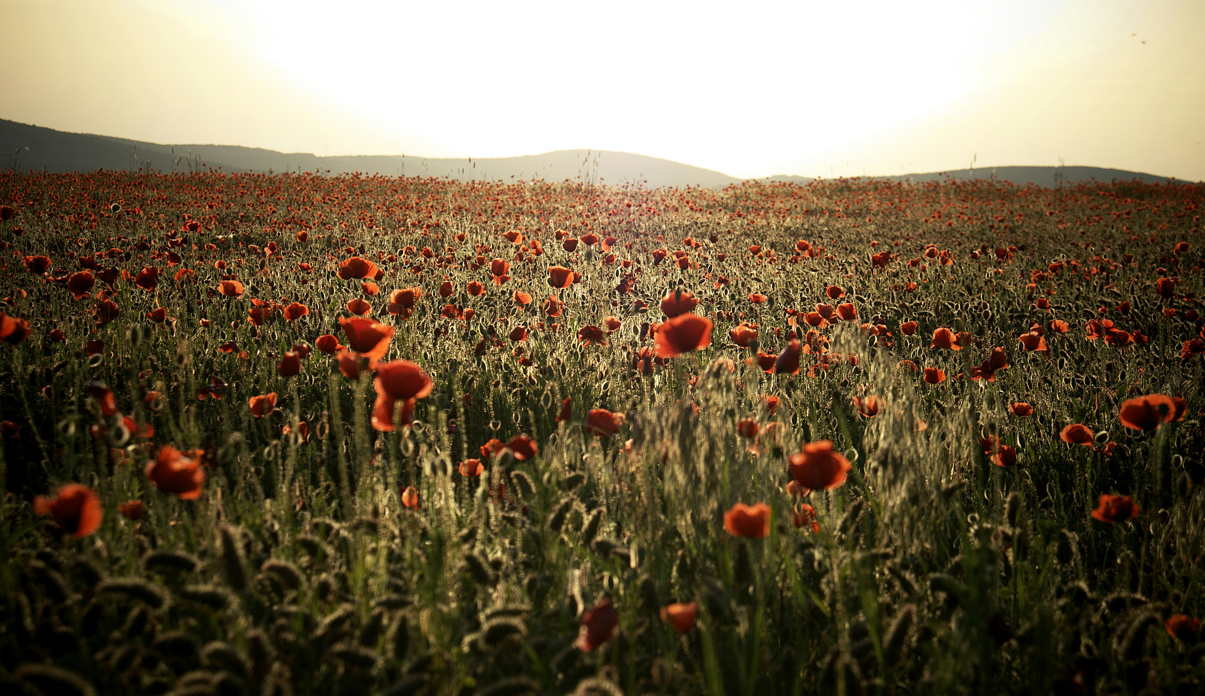 Photo by mihaly_koles