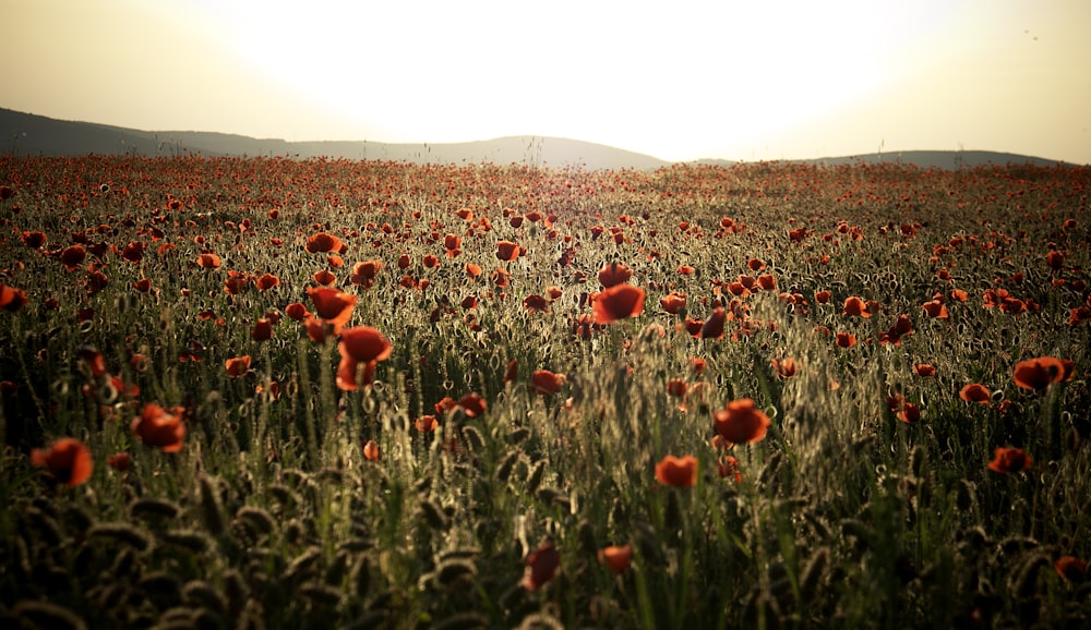 a field full of red flowers with the sun in the background