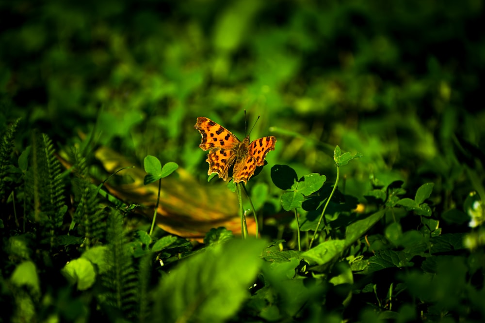 a butterfly sitting on top of a green leaf covered field