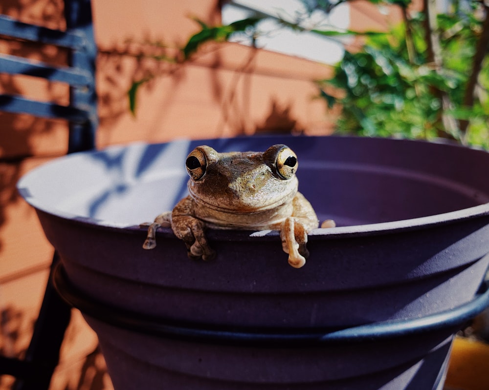 Ein Frosch sitzt auf einem lila Topf