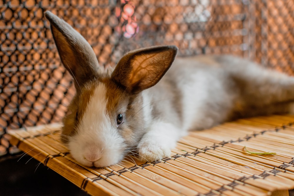 a rabbit is laying on a bamboo mat