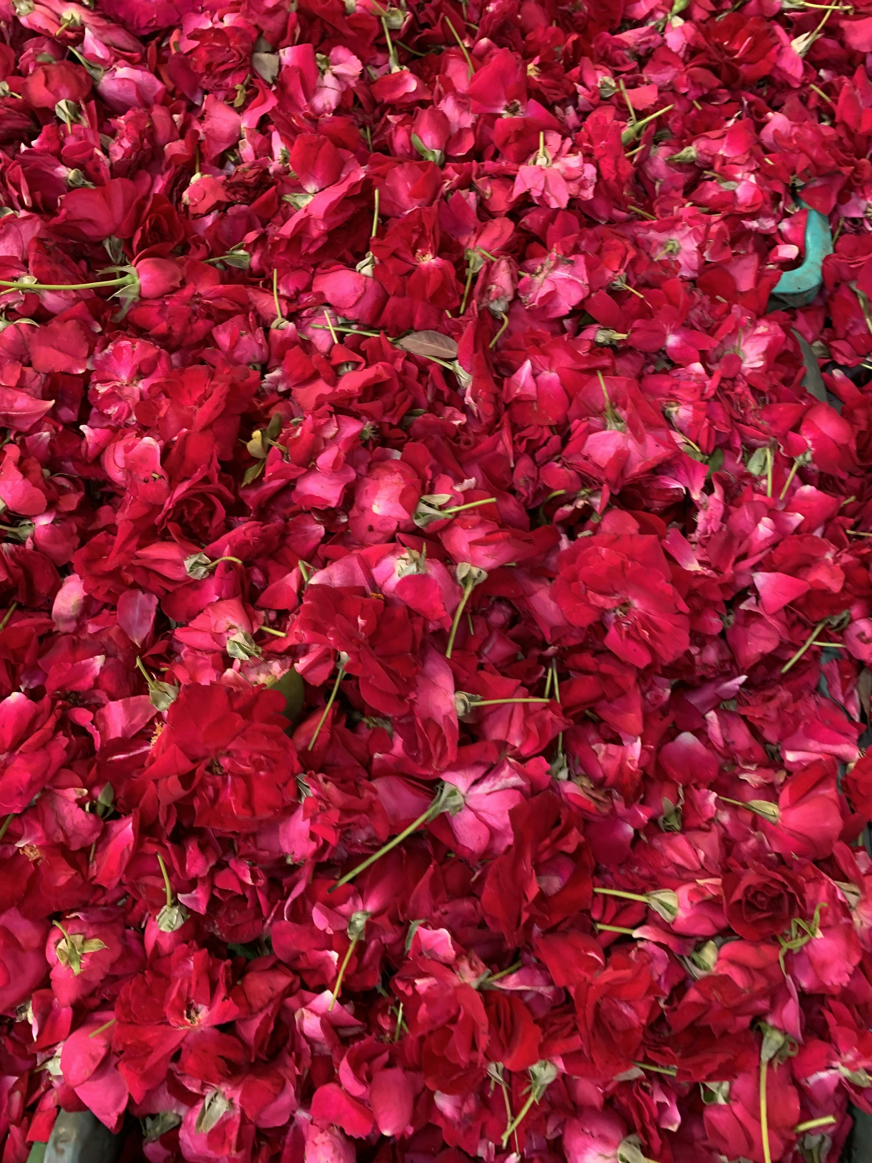 Photo by akshar_dave