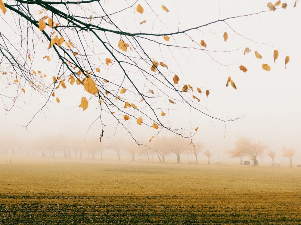 a foggy field with trees in the distance