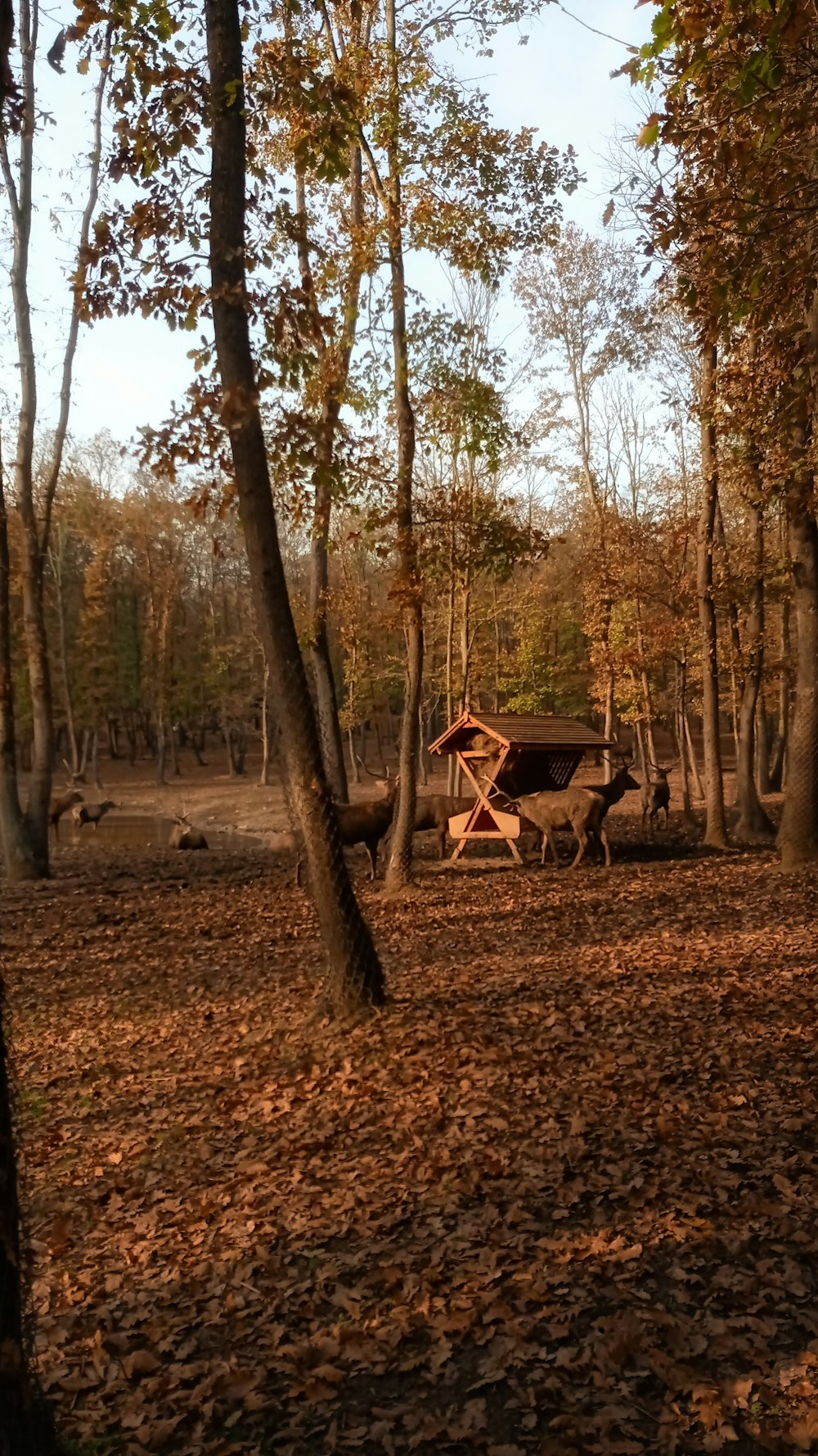 a bench in the middle of a wooded area