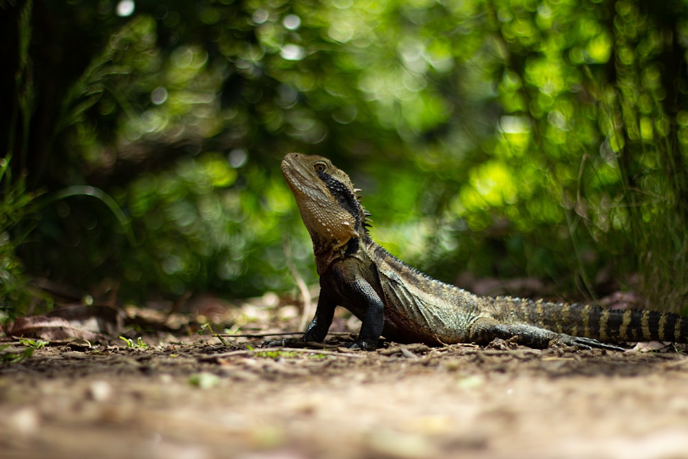 an iguana sitting on the ground in a forest