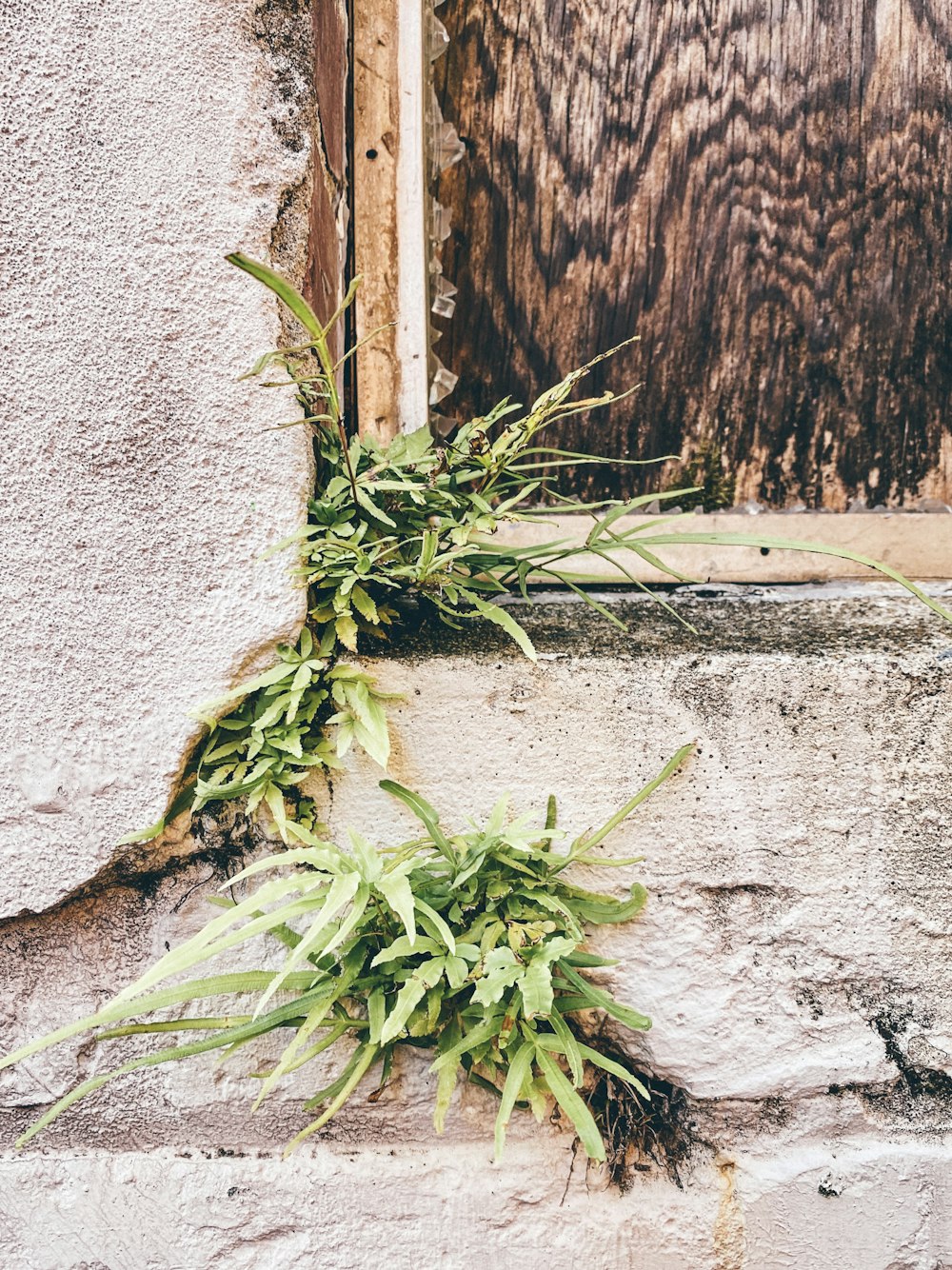 a plant growing out of the side of a building