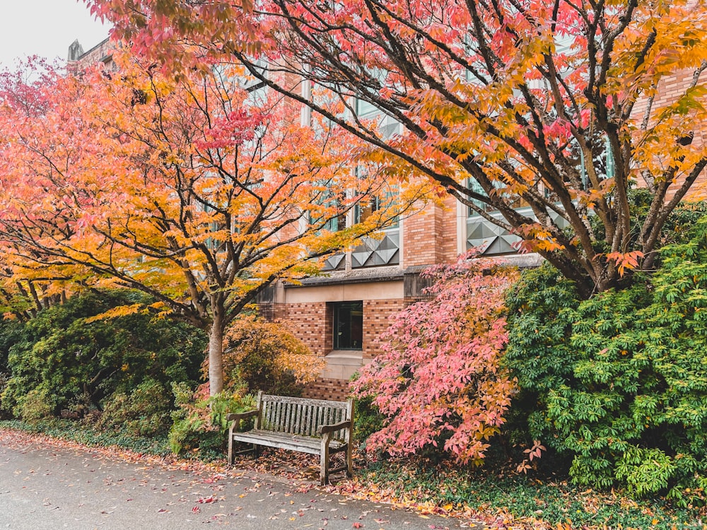 a wooden bench sitting in front of a tree filled with leaves
