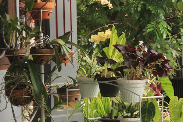 a number of potted plants near one another