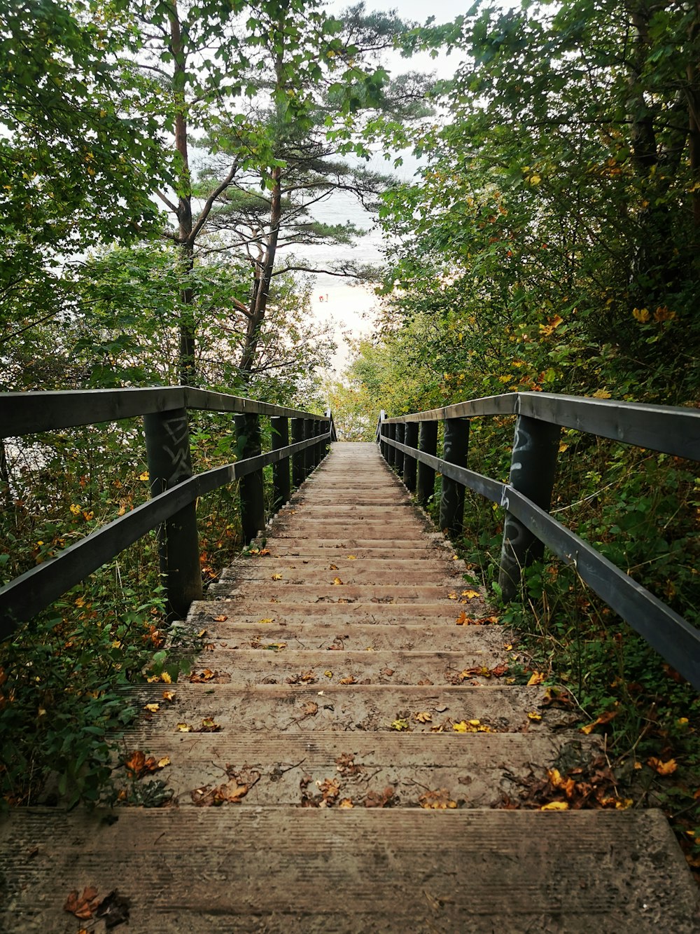 a wooden walkway in the middle of a forest