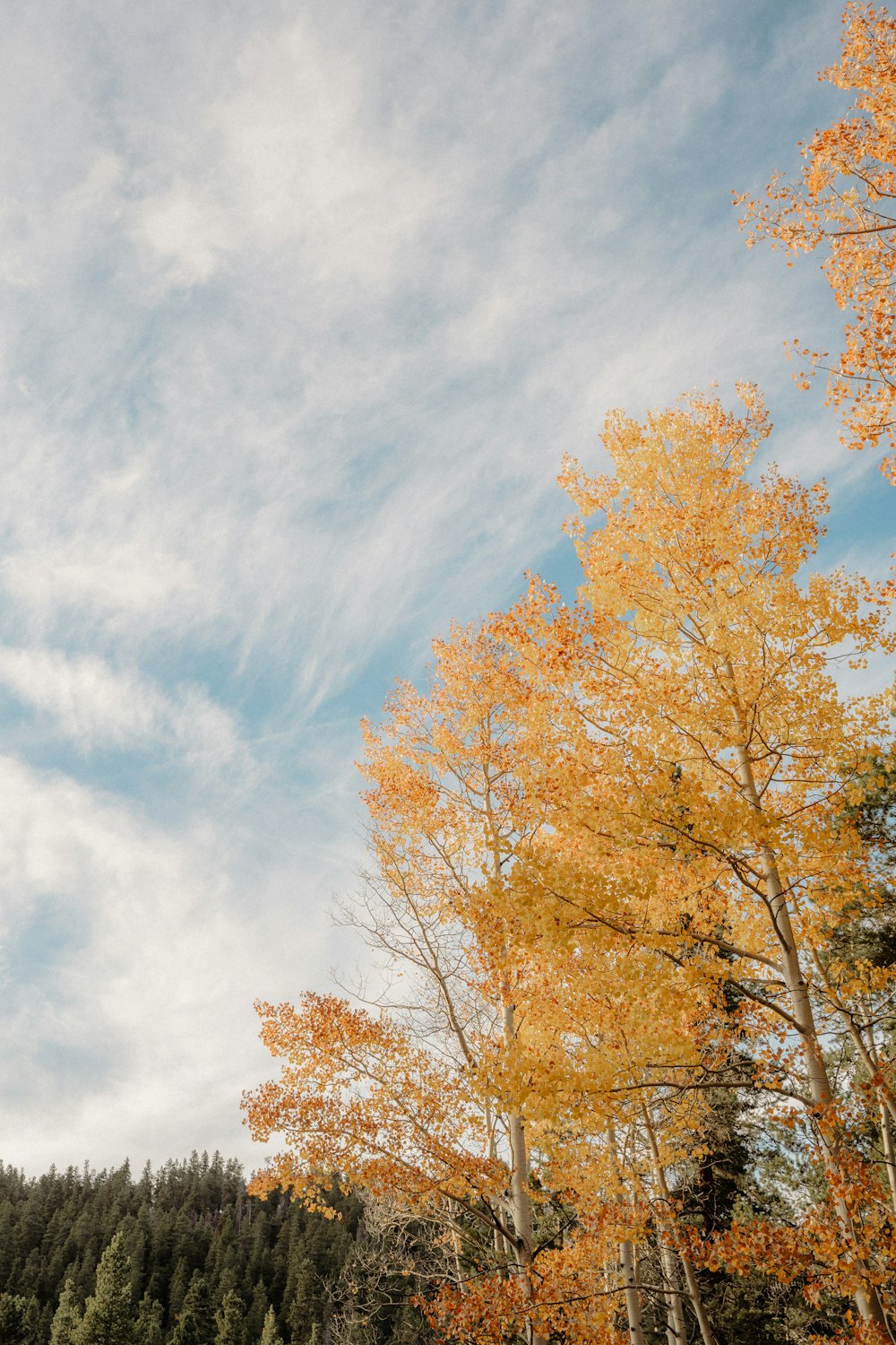 a forest filled with lots of trees under a cloudy blue sky