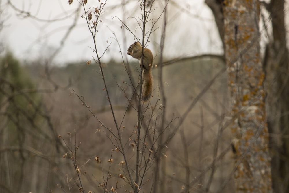 a squirrel sitting on top of a tree branch