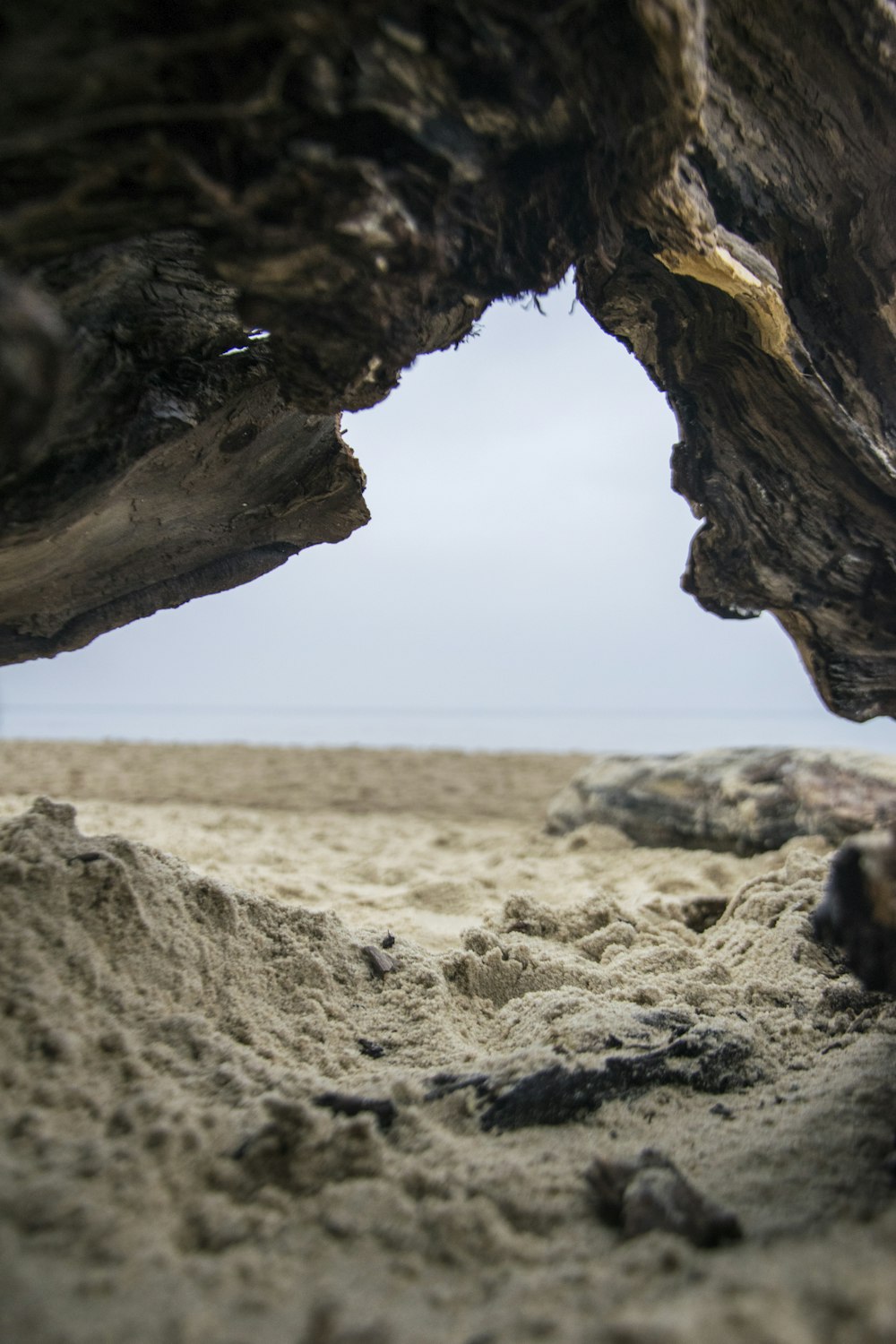 a close up of a tree trunk on a beach
