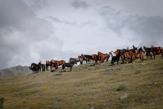 a herd of horses standing on top of a grass covered hill