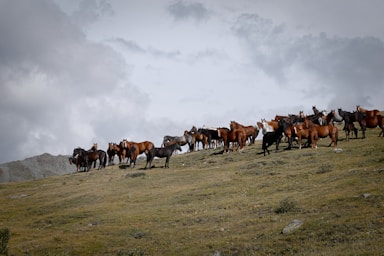 a herd of horses standing on top of a grass covered hill