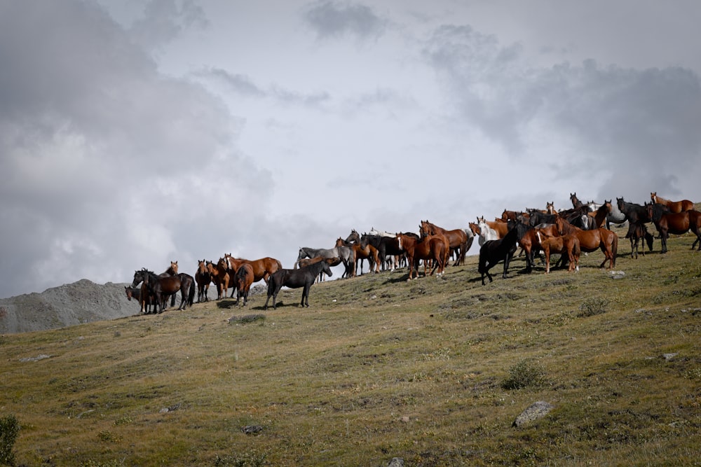 a herd of horses standing on top of a grass covered hill