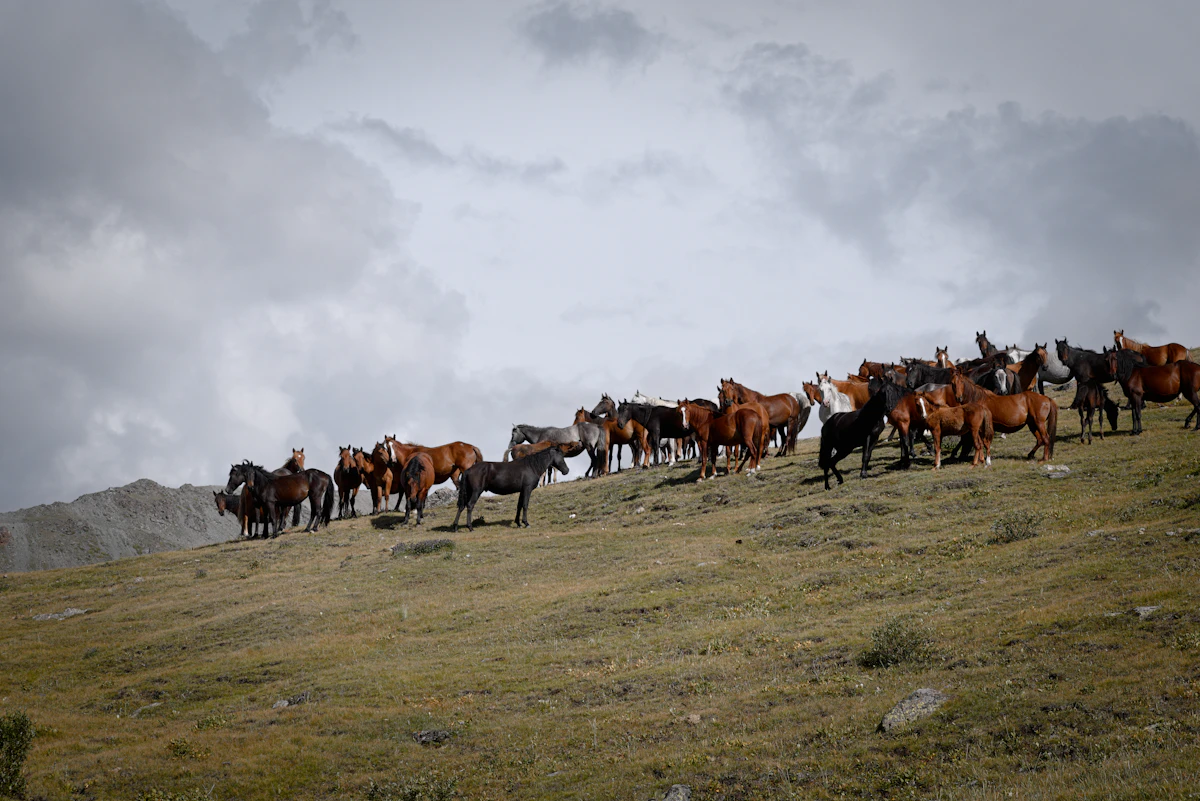 What Is Horse Healing? The Science and Soul Behind It