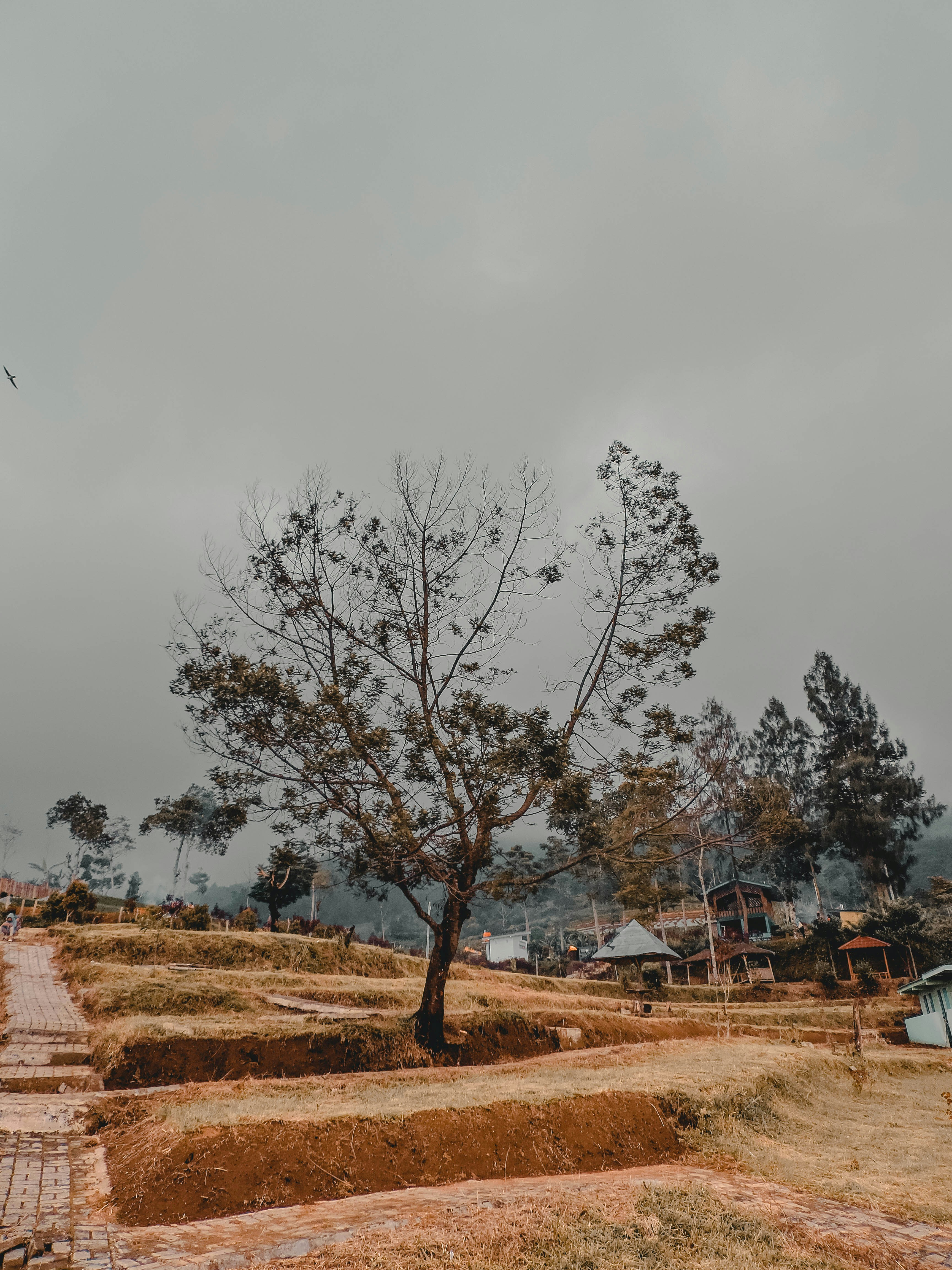 Sebuah pohon tunggal berdiri di tengah ladang
