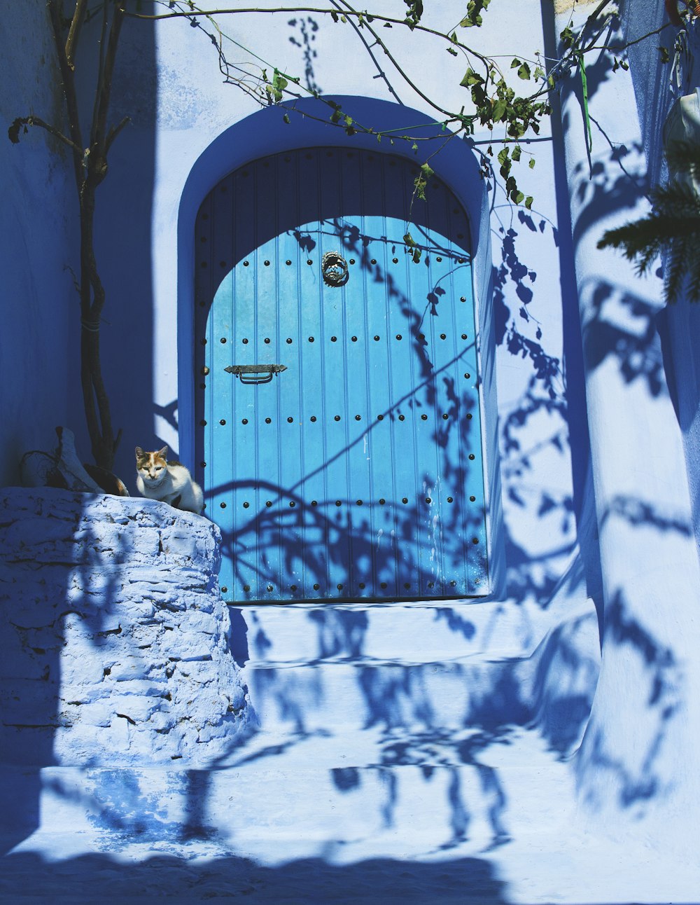a cat sitting in front of a blue door