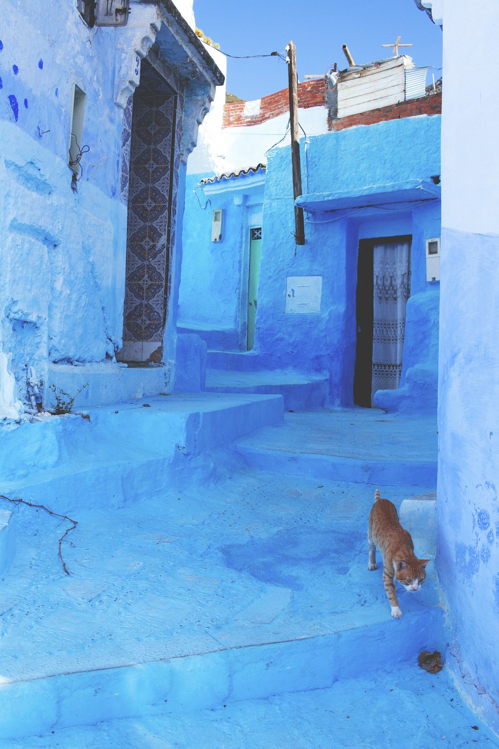 a cat walking through a narrow alley way