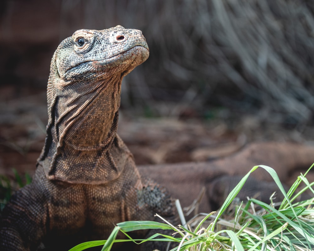 Gros plan d’un lézard dans l’herbe