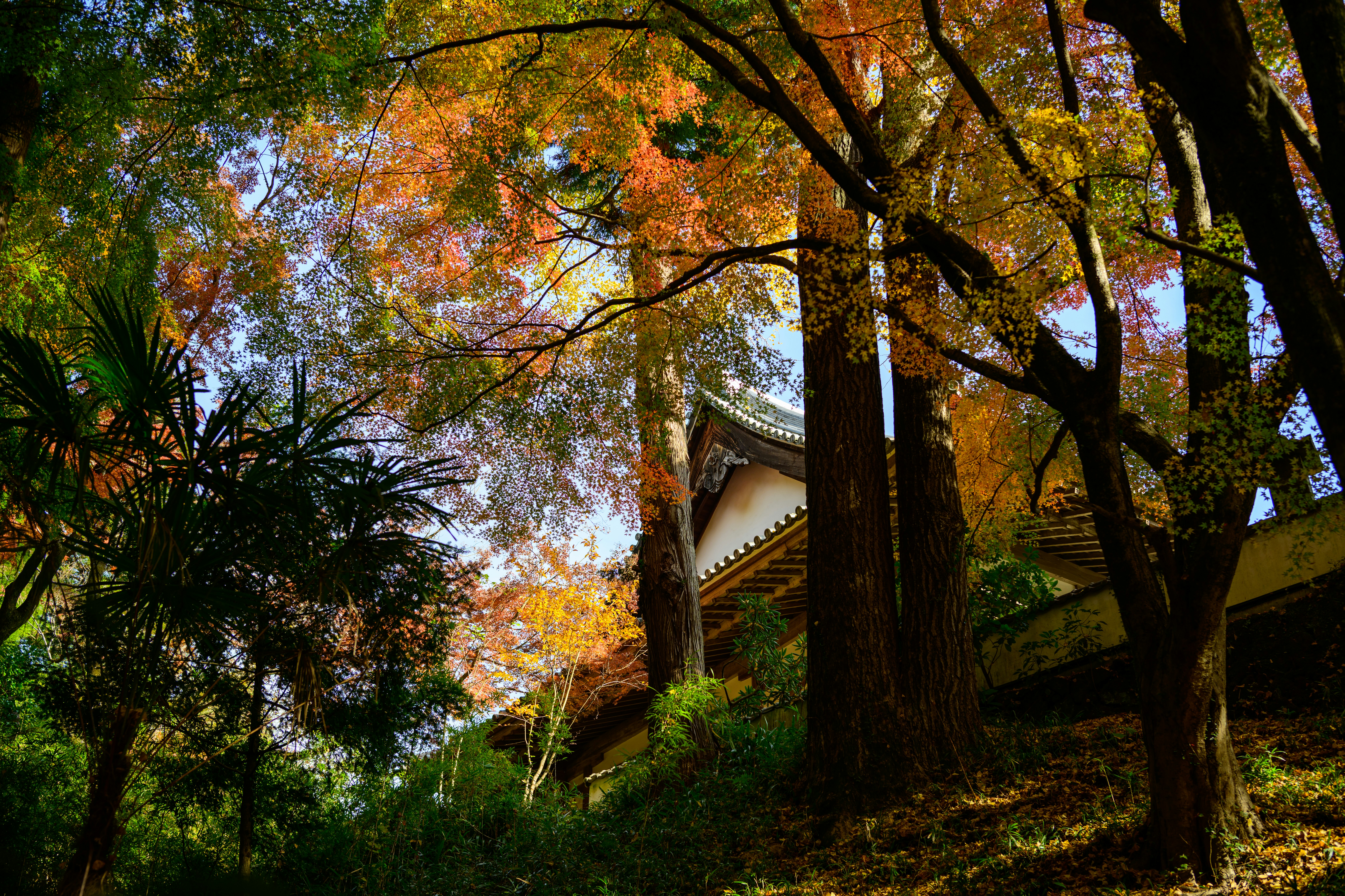 Kyoto autumn leaves along a walking route