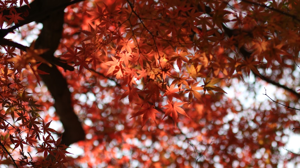 a tree that has red leaves on it