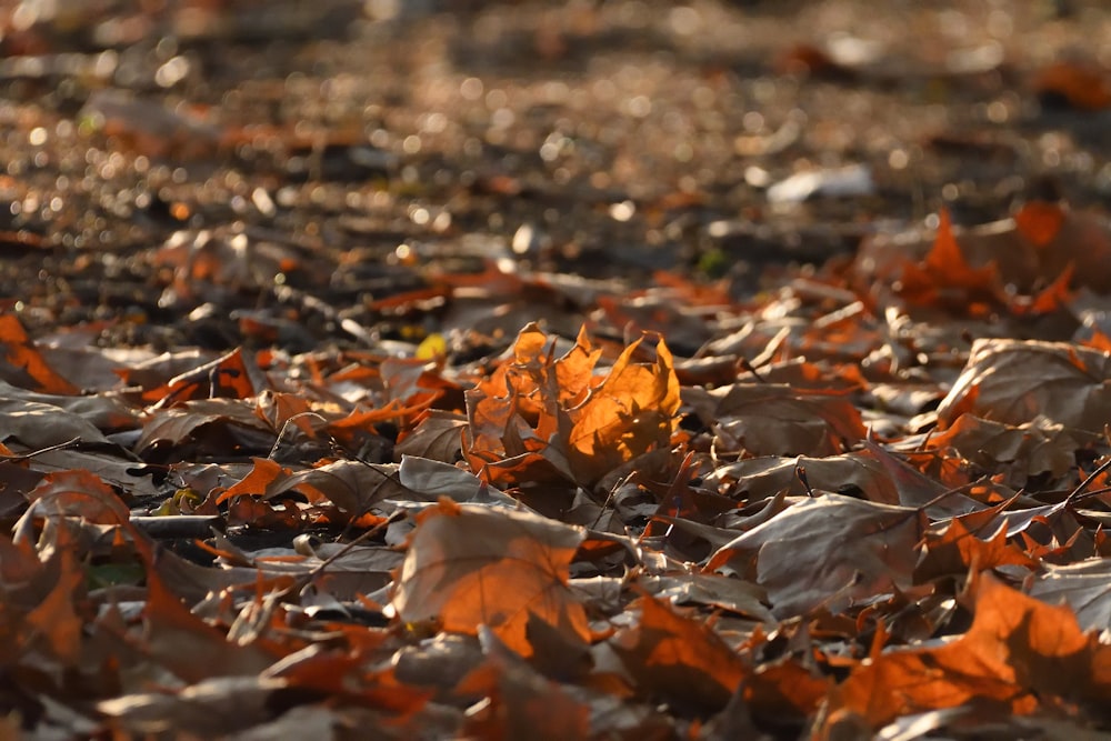 a bunch of leaves that are laying on the ground