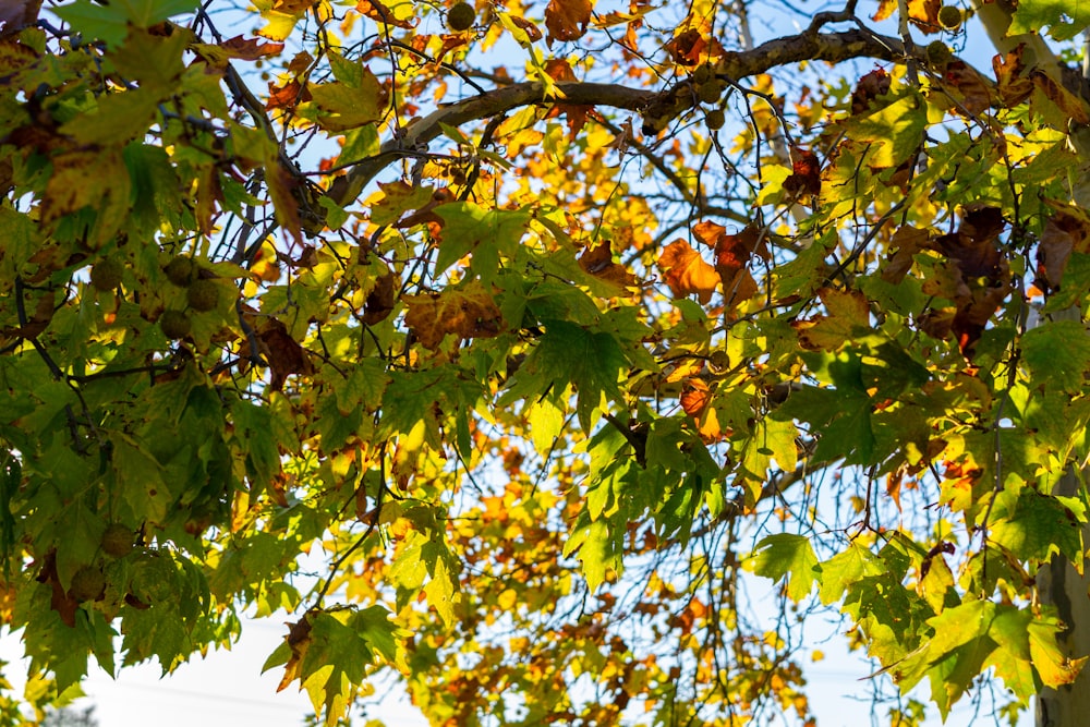 the leaves of a tree are changing colors