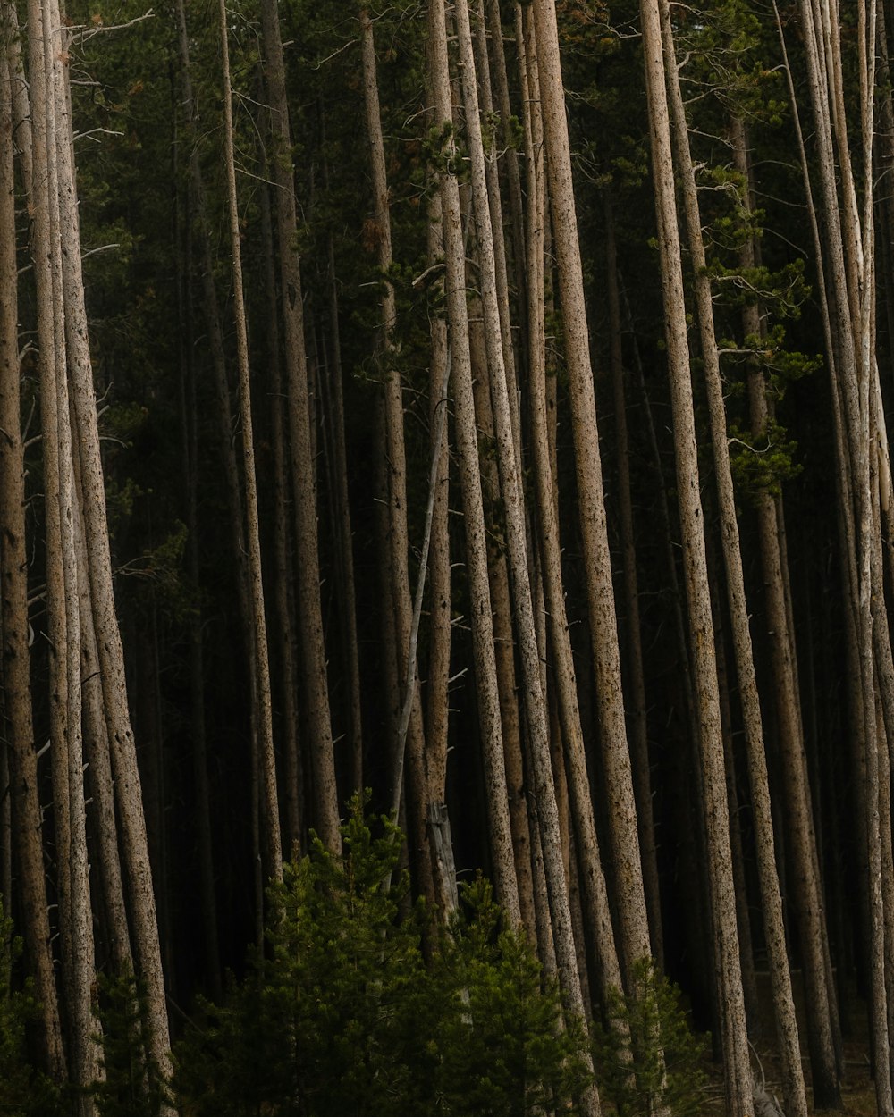 uma floresta cheia de muitas árvores altas