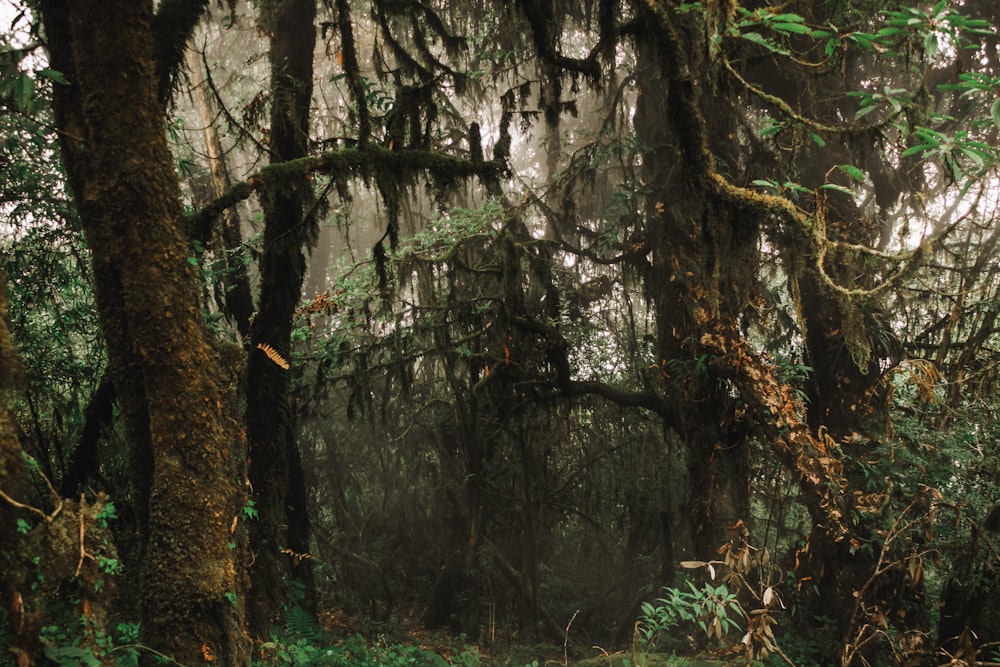 a forest filled with lots of trees covered in moss