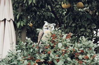 Birds safely kept away from a fruit orchard by netting.