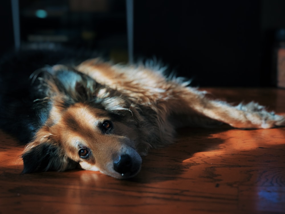 a brown and black dog laying on top of a wooden floor