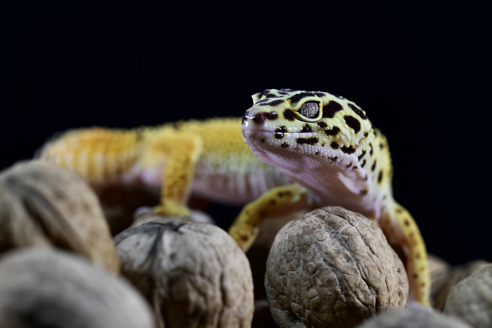 a leopard gecko sitting on top of a pile of nuts