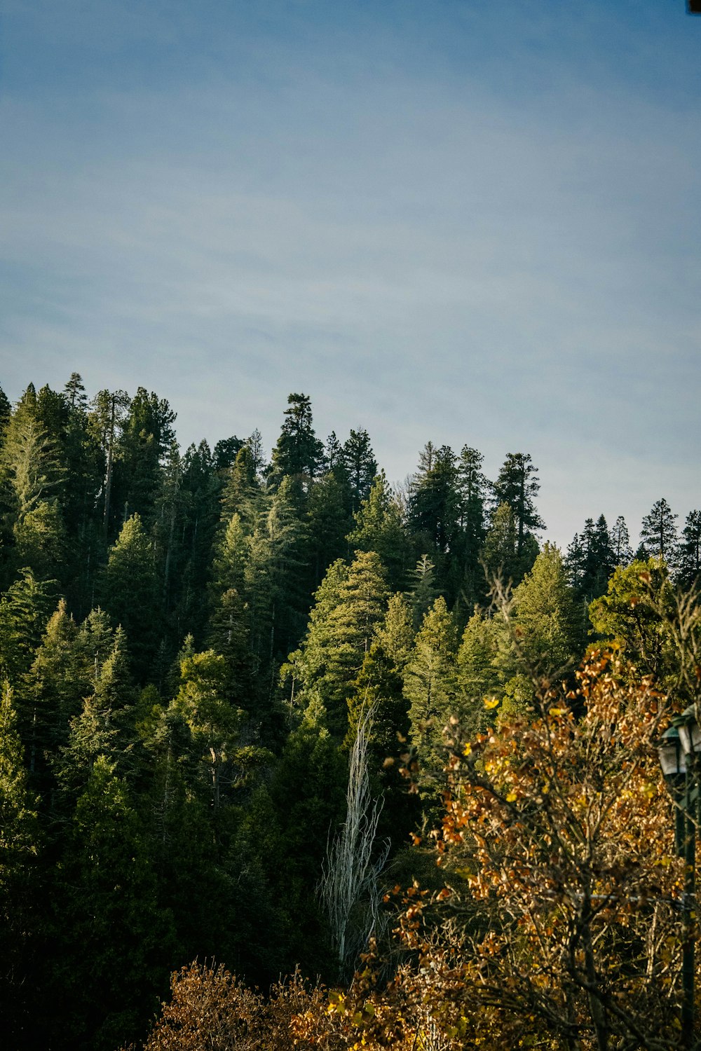 a forest filled with lots of tall trees