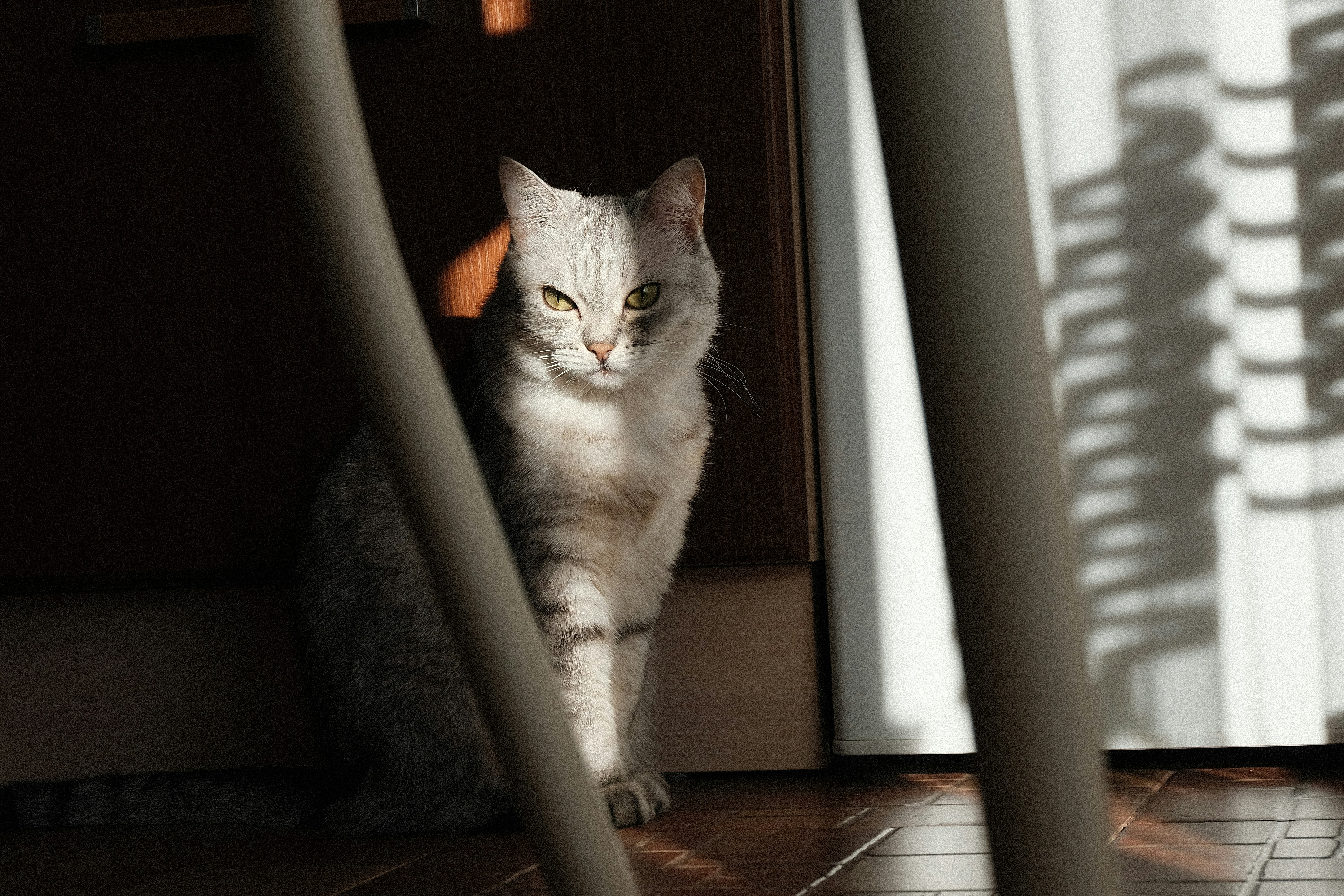 a gray and white cat sitting on a tile floor