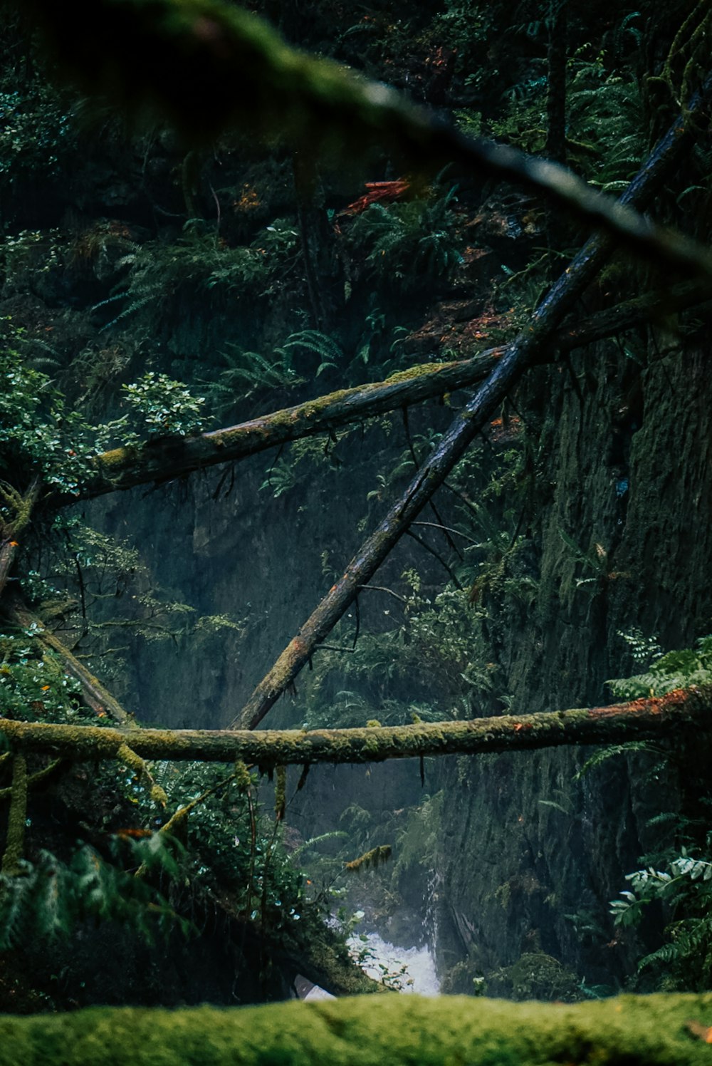 a forest filled with lots of green trees