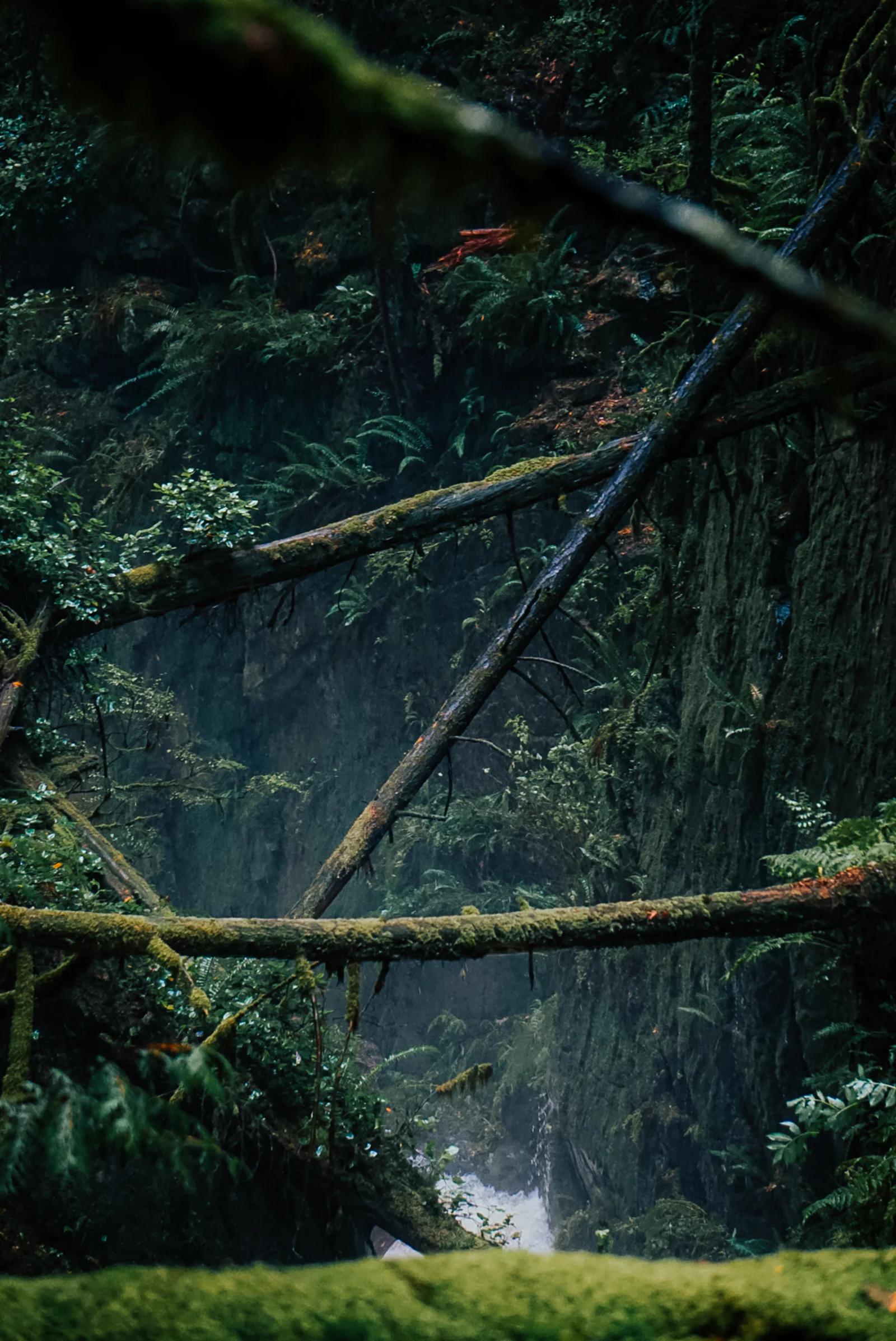 Lush green rainforest canopy with sunlight streaming through the leaves