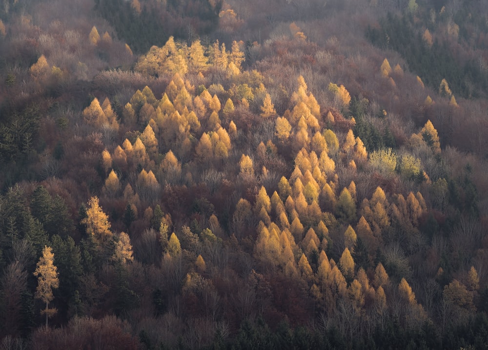 a forest filled with lots of tall trees