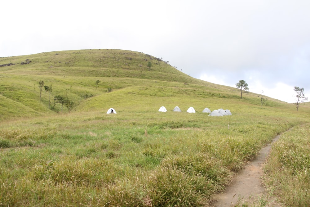 a grassy field with a dirt path leading to tents