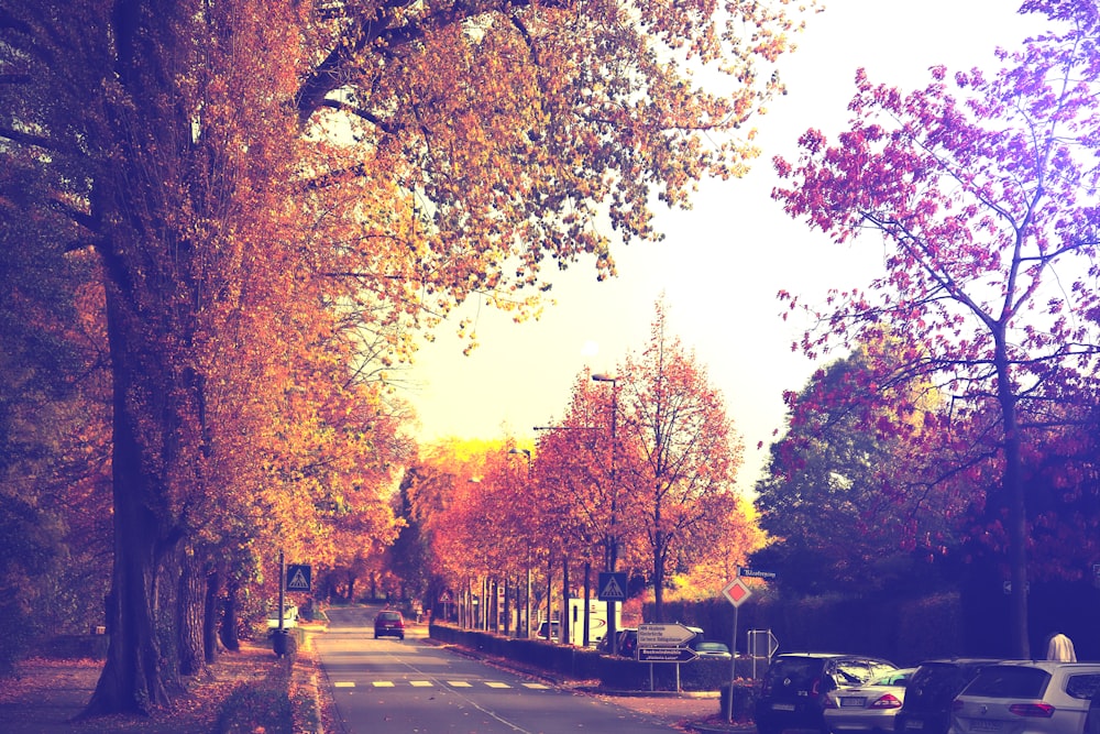 a street lined with trees and parked cars