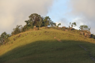 a grassy hill with trees on top of it