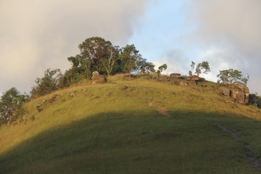 a grassy hill with trees on top of it