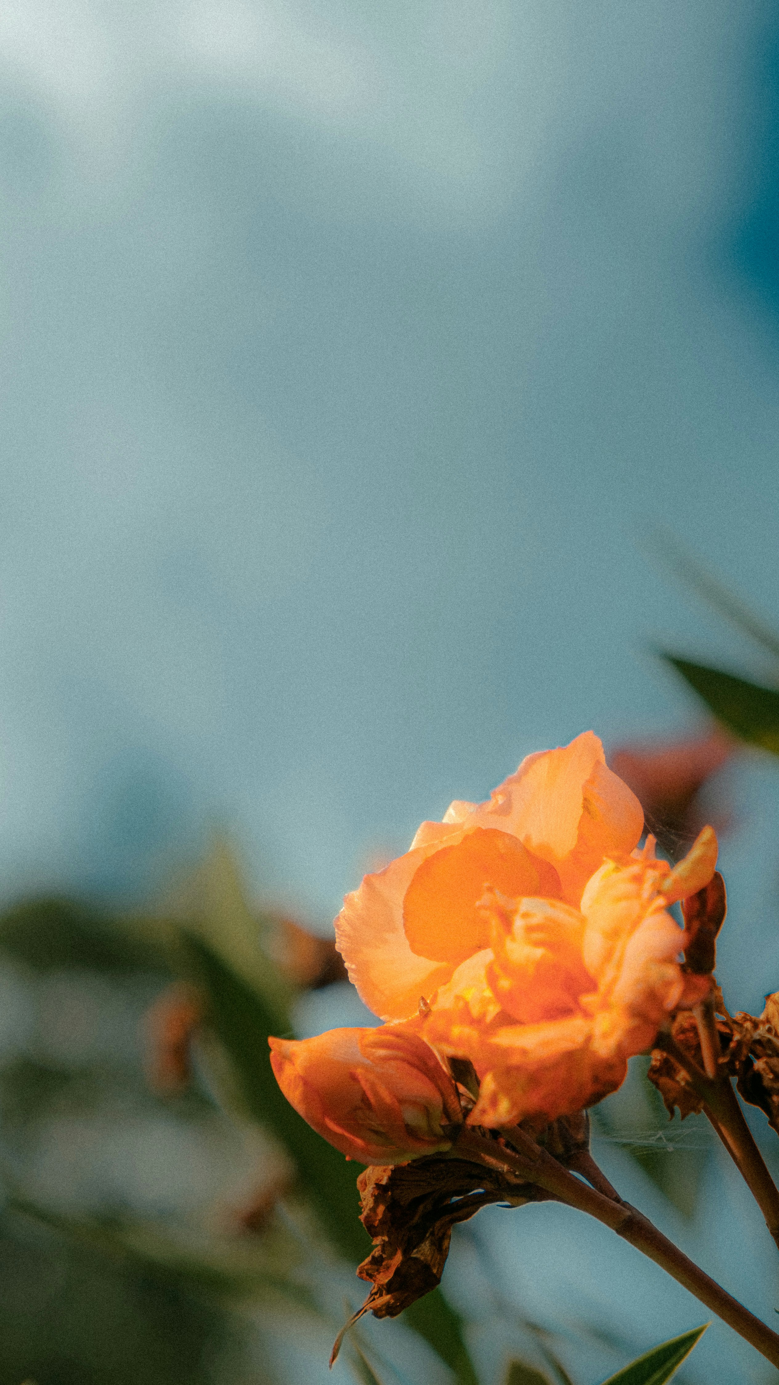 Photo by xiexianghua