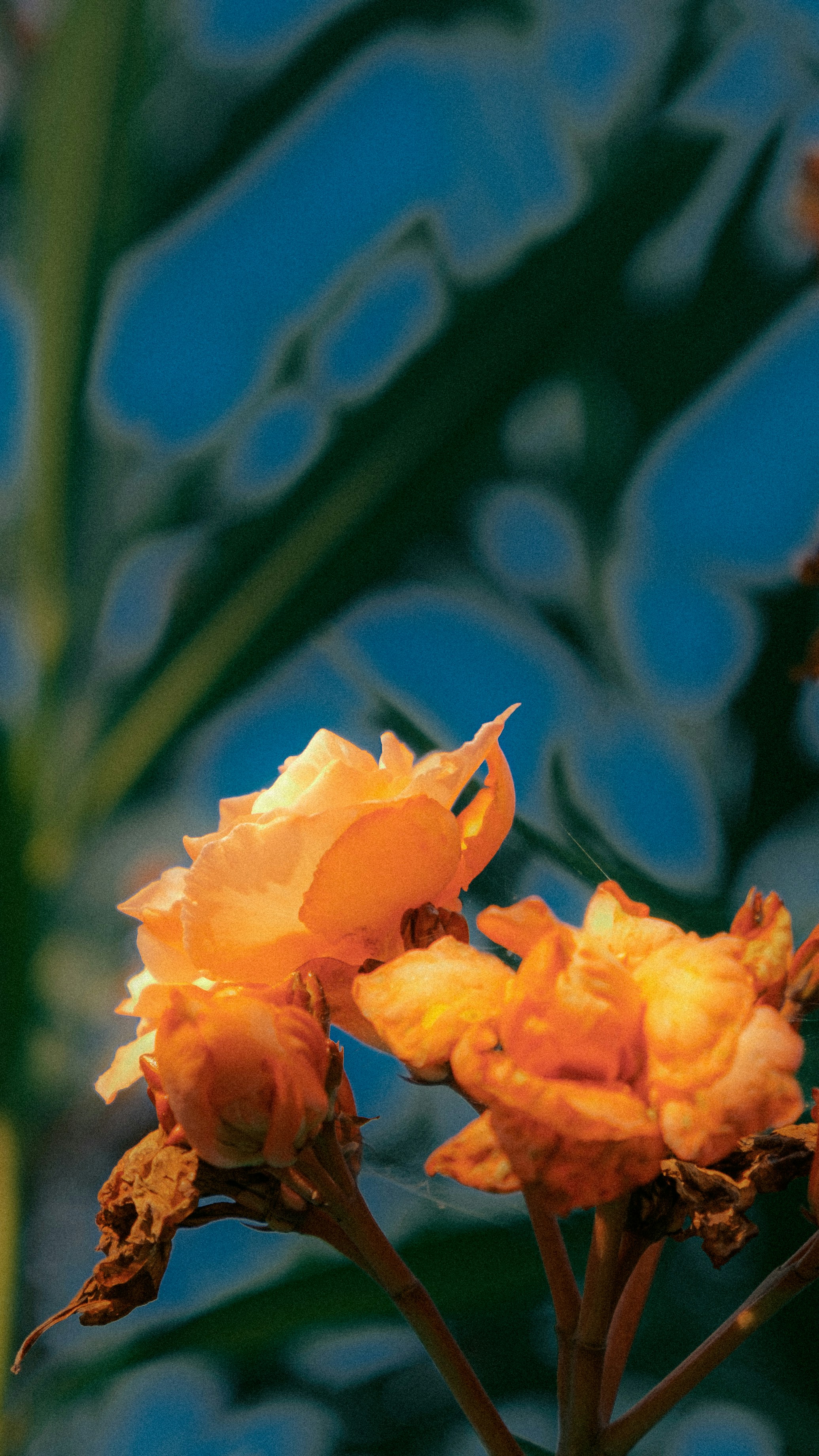 Photo by xiexianghua